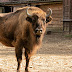 Ipolite, le bison d’Europe de Bellewaerde, est réintroduit dans la nature