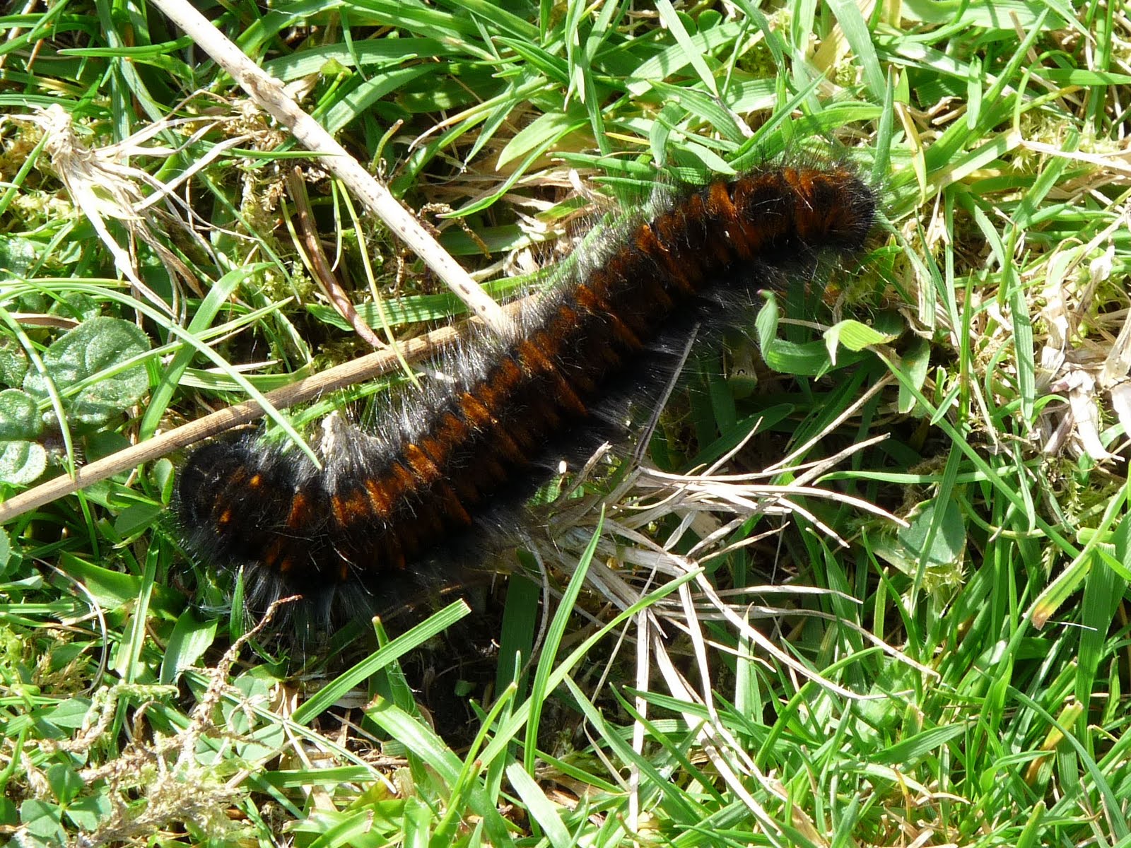 Wild And Wonderful Butterflies And Moths 7 Caterpillars Fur