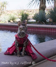 Coco the Cornish Rex at BlogPaws at the Westin Lake Las Vegas Resort