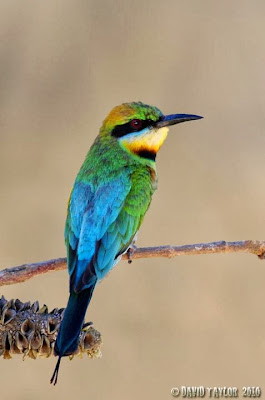 Abejaruco australiano Merops ornatus