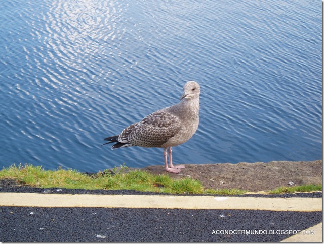 Portree-P9059737