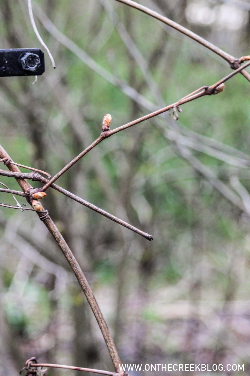 Seedless grape vine | On The Creek Blog
