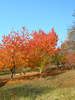 Autumn Cherry Tree2