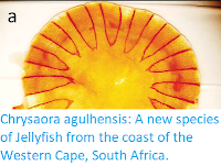 https://sciencythoughts.blogspot.com/2020/05/chrysaora-agulhensis-new-species-of.html