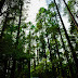 Hadimba Temple Pine Trees