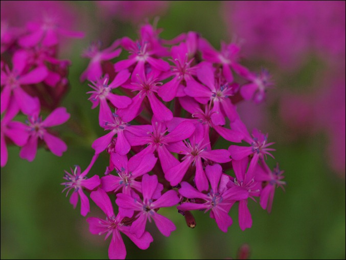 P7057069