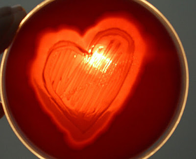 To My Lab Valentine