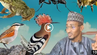 To jama'a sai a kiyaye ga nau'in dabbobin da ba'a kashewa /sheikh Bashir Ahmad sani Sokoto 