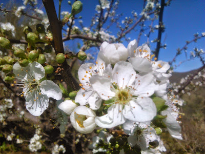 flores de ciruelo