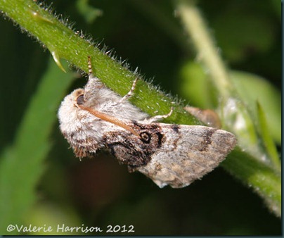 Nut-tree-tussock-2 (2)
