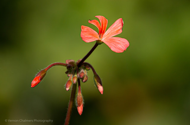 Small Flower at Kirstenbosch with Canon 100-400mm Zoom Lens Copyright Vernon Chalmers