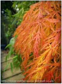 autumn orange colours on Japanese Acer