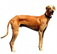 Chippiparai the Indian Originated Hound Dog