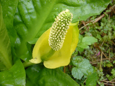 Western Skunk Cabbage