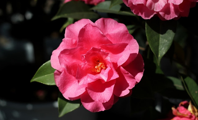 Camellia Flowers Pictures