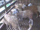 Kambing Aqiqah (Malin Cross)