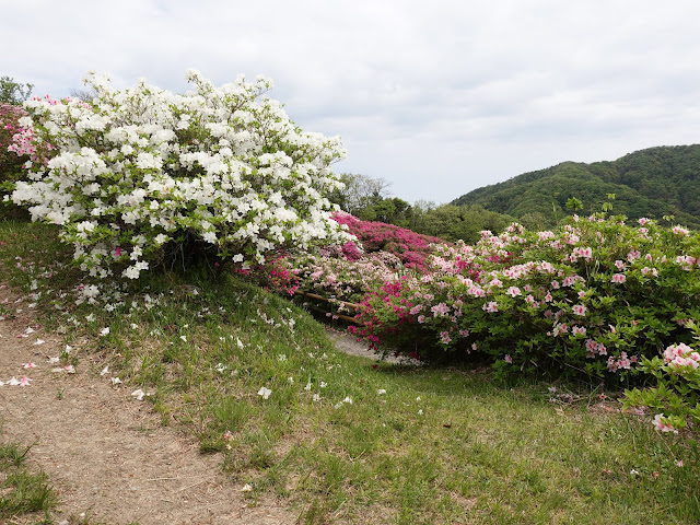 島根県松江市美保関町美保関　五本松公園　ツツジ（躑躅）