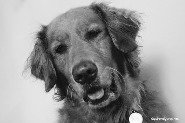 golden retriever dog waking up owners #blackandwhitesunday