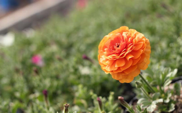 Persian Buttercup Flowers Pictures