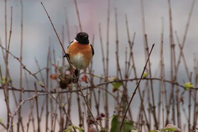 Swartkieltsje - Roodborsttapuit - Saxicola rubicola