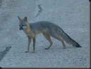 grey fox close up