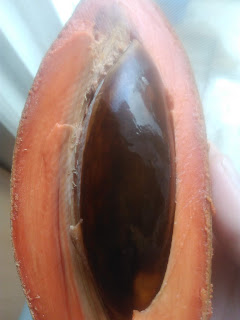 fruta de mamey