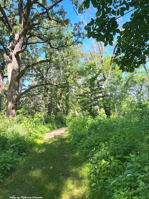 Hiking on a grassy and sandy trail through the woodlands of Turville Point Conservation Park.