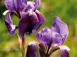 Iris Marsica