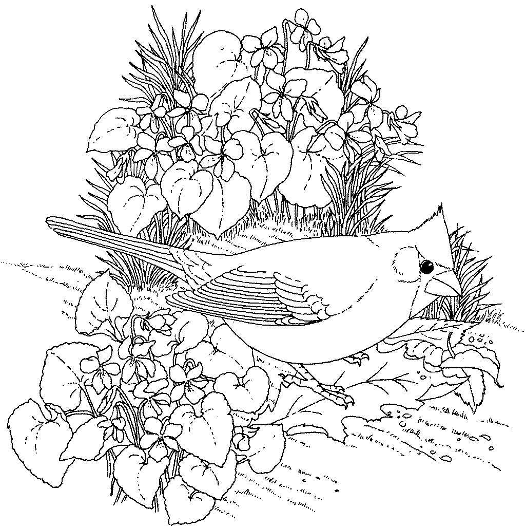 types of flowers to plant in spring Adult Bird Coloring Pages Flowers | 1023 x 1026