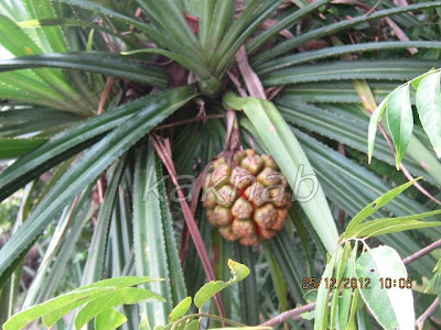  pokok  herba bunga ulaman dan segala jenis tumbuhan pokok  