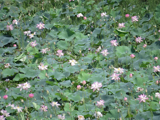 Indian Lotus, Nelumbo nucifera