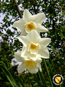 VILLERS-LES-NANCY (54) : Le jardin botanique du Montet-Narcisses