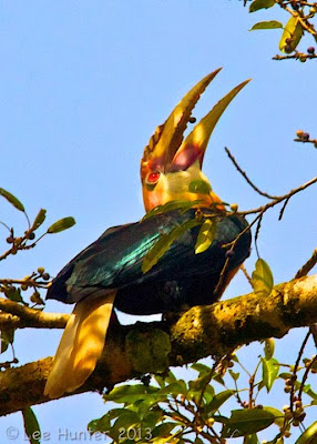 Cálao papú Papuan hornbill Rhyticeros plicatus