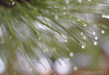 pine2