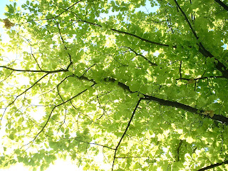 Feuillage éclairé par le soleil