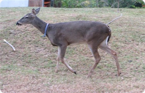 DeeronLeash1