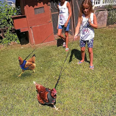 keep your chicken safe from traffic