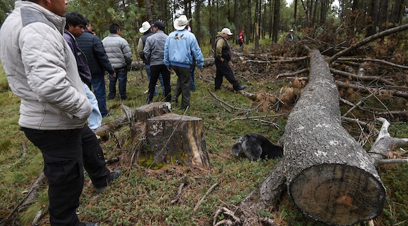 Bosques