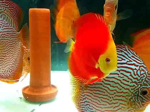 Discus fish breeding tank setup