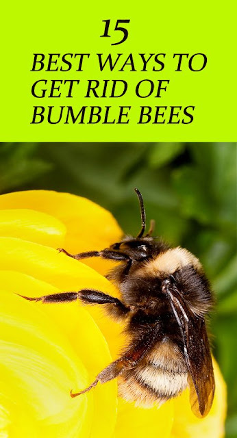 How To Get Rid Of Bumble Bees Around The House