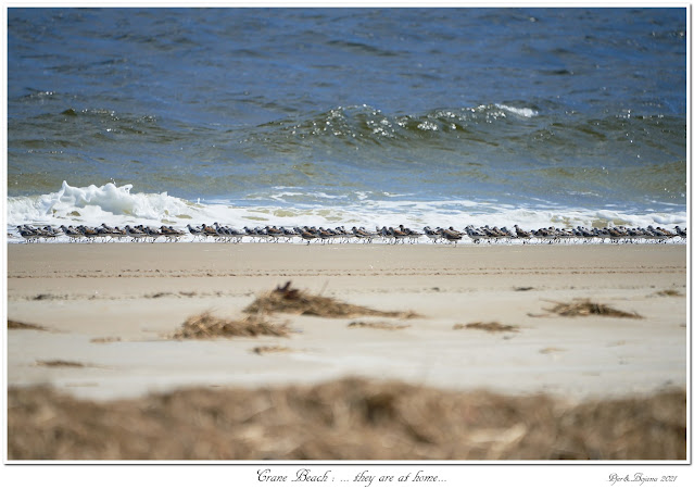 Crane Beach: ... they are at home...