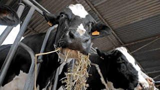 Aumentan 7% el precio a los productores por la leche cruda