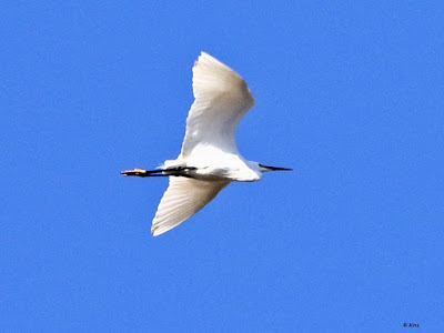 "Little Egret - Egretta garzetta, resident flying."