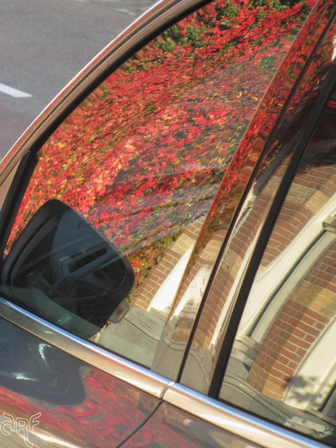 reflection of red ivy