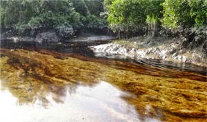 সুন্দরবন নিয়ে দুই সংসদীয় কমিটির পাল্টাপাল্টি