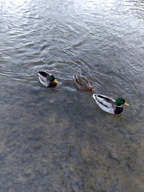 ducks at Bourton on the water, Cotswolds