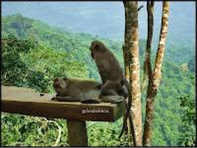 http://www.lomboksociety.web.id/2018/01/fakta-fakta-tentang-wisata-pusuk-monkey.html