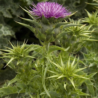 Mariadistel, Silybum marianum, Onze-lieve-vrouwe-distel, bonte distel, melkdistel, silymarine