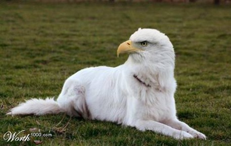 image003