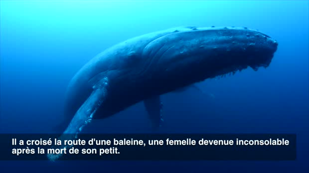 Dans l’océan pacifique au large de l’île Roca Partida (Mexique), des plongeurs ont assisté à une scène bien triste. La baleine à bosse à gauche est une femelle adulte, celle à droite est un mâle. 